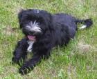 Tibet Terrier Welpe ( Hündin )