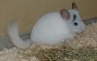 Chinchillas abzugeben