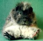 Rassemeerschweinchen
