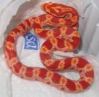 0,0,4 Pantherophis guttatus albino NZ 06