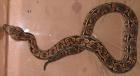 1.1 Acrantophis dumerili NZ 06