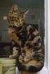 KATER ENTLAUFEN!!! 03.10-0.7978 PFORZHEIM