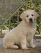 *Golden Retriever Welpen*