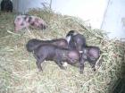 MINI HÄNGEBAUCHSCHWEIN BABY !!!!!!