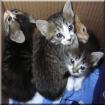 Süße Katzenbabys suchen ein neues Heim