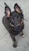 Schäferhund-Mix-Welpe sucht neues zu Hause