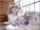 Maine Coon Kätzin abzugeben !