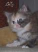 5 typvolle Maine Coon Kitten abzugeben!