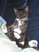 Kater LUCKY vermisst