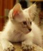 Balinesen Kitten