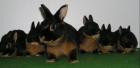 Kaninchen/Zwergkaninchen und Zwergwidder abzugeben