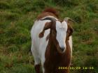 Bauernhof o. Resthof z. Mieten/Pachten gesucht