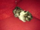 Rosetten-Meerschweinchen (m) abzugeben