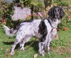 Bildschöner Setter sucht dringend ein Zuhause