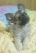 Ich suche  preis günstig  ein kleinen chihuahua rüde