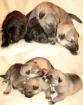 Süße Schäferhundmischlings Welpen