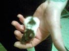 15 süße ratten huskyratten