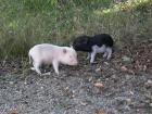 Minipics in der schweiz gesucht!!
