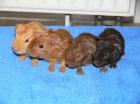 Rex und Glatthaar(RT) meerschweinchenbaby´s abzugeben