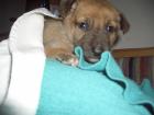 Malinois Welpe (Belgischer Schäferhund)