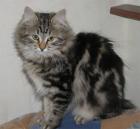 Uletta undUdina  sind sibirische Katzenkinder