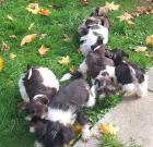 Amerik.Miniaturschnauzer Toy/ Zwerg mit Pap