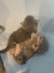 BKH Katzenbaby Scottish fold/straight