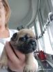 Französische Bulldoggen Welpen 19 Tage alt