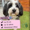Corretto (m), 12 Jahre, 31 cm