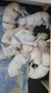 Goldendoodle Welpen Standard F1b mit Papieren in 89079 Ulm kontrollierte Zucht