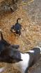 Jack Russel Mix 