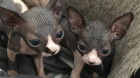 Sphynx Kitten 
