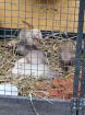 Frettchen Welpen