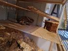 Nagarium Rennmauskäfig Kleintierkäfig mit 3 Rennmäusen
