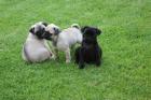 Reinrassige sportliche Mops Welpen