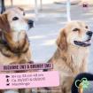 Suzanne & Bruggy...Hundeengel wollen nicht getrennt werden