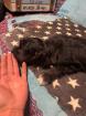 CAVALIER KING CHARLES ×PUDEL WELPEN