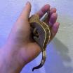 Crested Gecko / Kronengecko „Pinstripe“ abzugeben