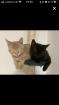 Bkh-Maincoon Kitten suchen ein liebevolles Zuhause!