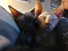2 liebevolle Kater schweren Herzens abzugeben. 