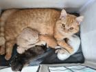 Bkh Kitten