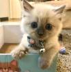 Schöne Ragdoll-Kätzchen  +4917683845297 Schöne Ragdoll-Kätzchen 