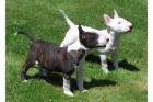 Miniatur bull terrier