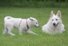 Weisser Schweizer Schäferhund Welpen, Langstockhaar,  mit Papieren   