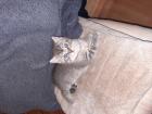 Babykatze Babykitten
