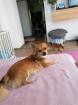 Zuckersüße Chihuahua welpen
