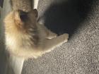 Süße Collie Welpen 
