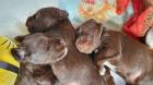 Zwergschnauzer Welpen in liver  braun 