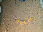 Leopardgecko NZ 2024