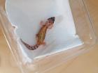Leopardgecko Babys ( Weibchen )